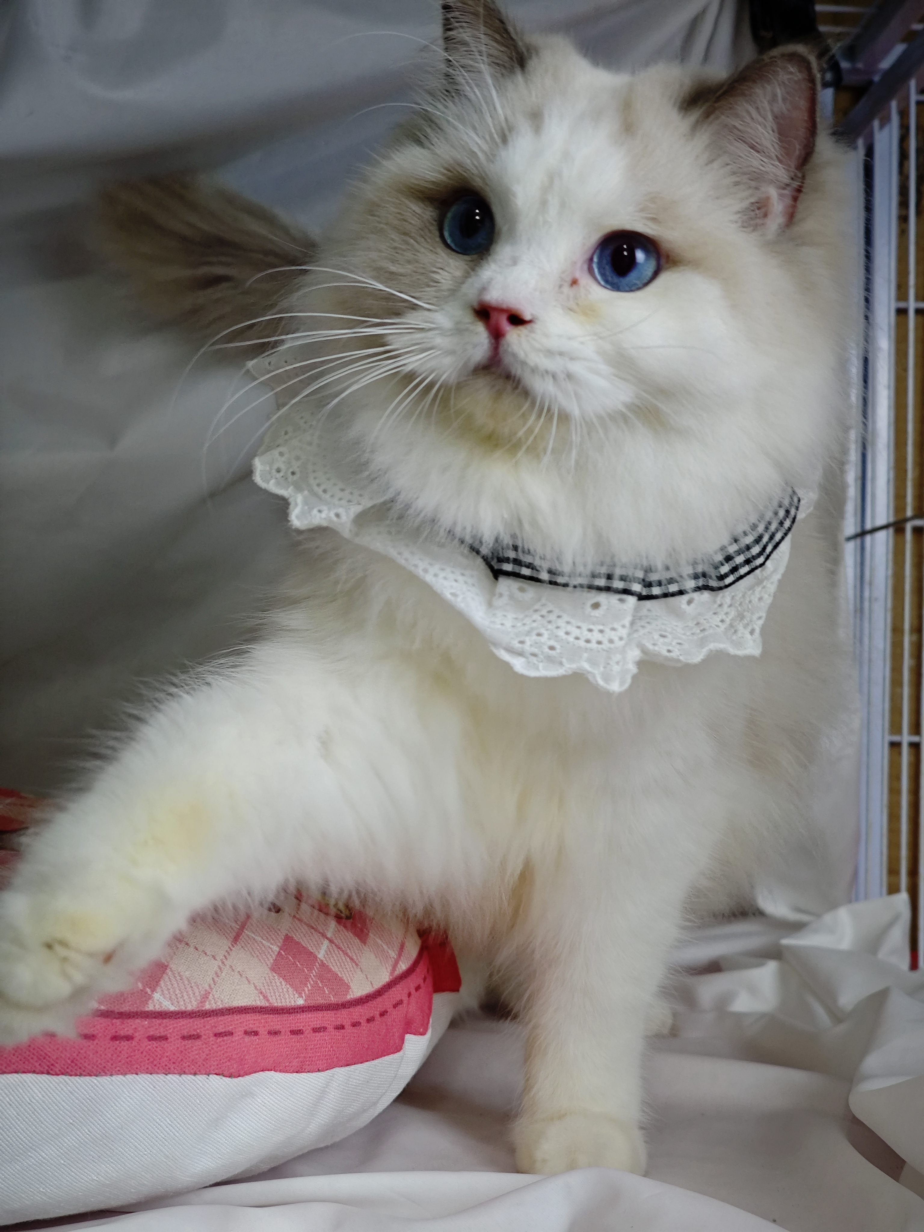 可爱布偶猫妹妹